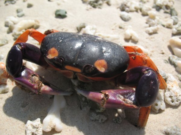 crab on Isla Iguana
