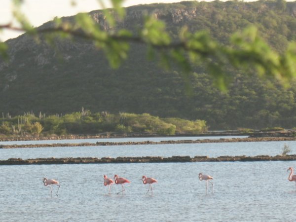 Flamingo's near St. Willibrordus