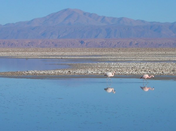 flamingos in the Salar de Atacama