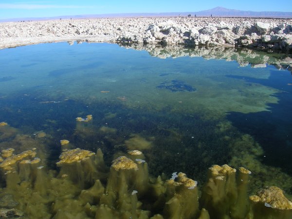 little lake in Salar de Atacama