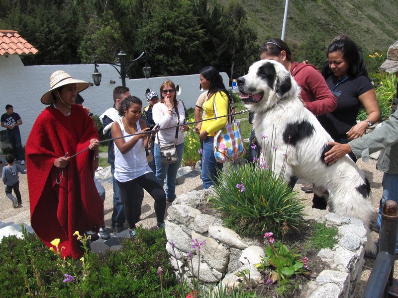 Perro Nevado, typical Andean dog