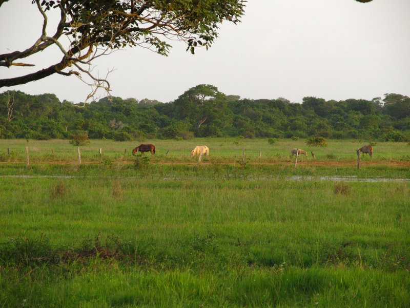 Llanos de Apure landscape
