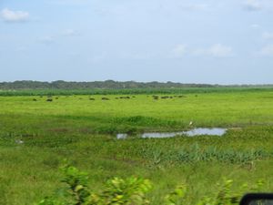 Llanos de Apure landscape