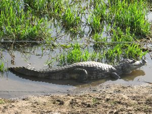 crocodile in Llanos de Apure