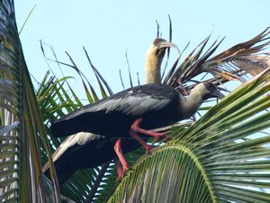 birds making noise at the top of a palm tree in Llanos de Apure 