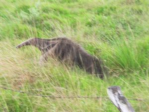 an ant-eater (tapir?) in Llanos de Apure