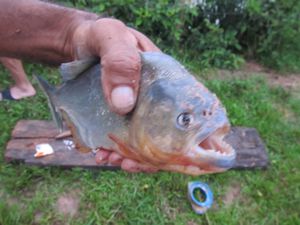 the guide caught a piranha, which we had for dinner later in Llanos de Apure
