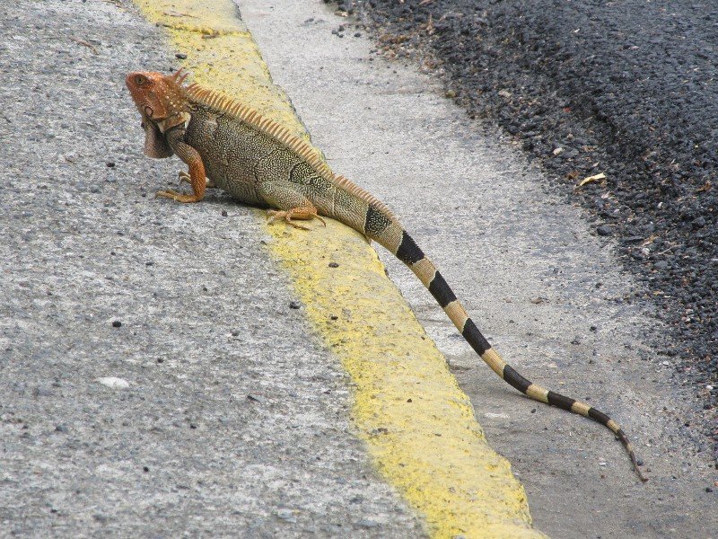 Iguana in Manuel Antonio