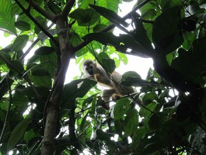 monkey in Manuel Antiono national park