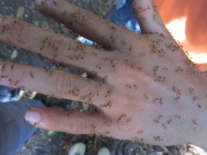 our guide's hands full of termites (you can eat these termites, they taste mint)