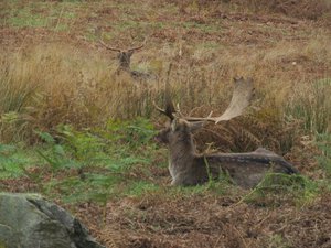 Deers in the Bradgate Park, Leicester