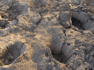 Elephant footsteps at Mole N.P