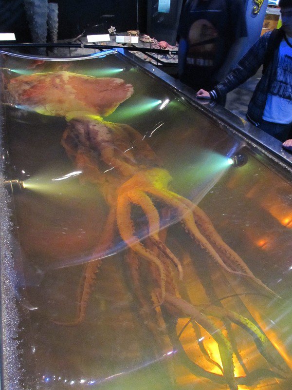 Colossal squid at Te Papa Museum, Wellington