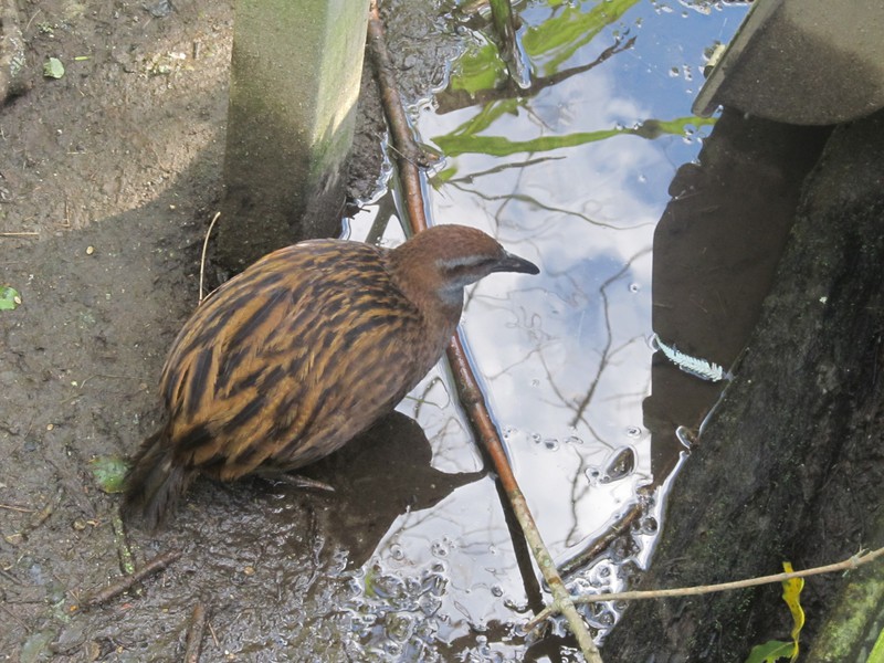 The "weka" (gallirallus australus) is endemic to New Zealand. (found only in NZ)