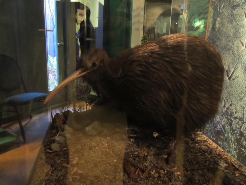 A non-real kiwi bird at Rainbow Springs, Rotorua. Kiwi birds are only found in New Zealand (endemic)
