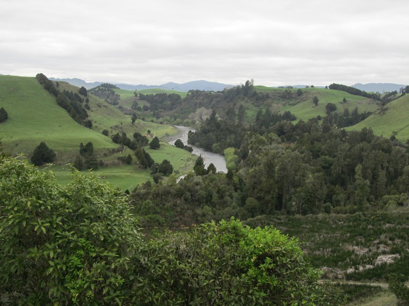 NZ landscape in Waikato (Piriaka Lookout)
