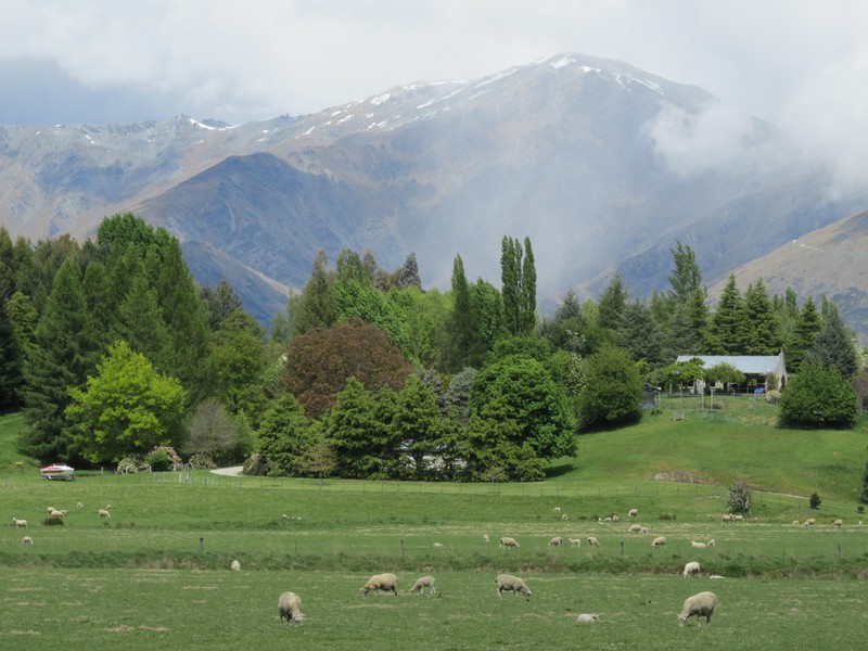 New Zealand has about 4.5 million people and 30 million sheep!