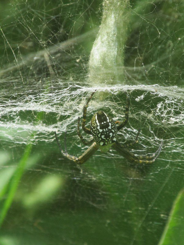 Spider on 'Eua island
