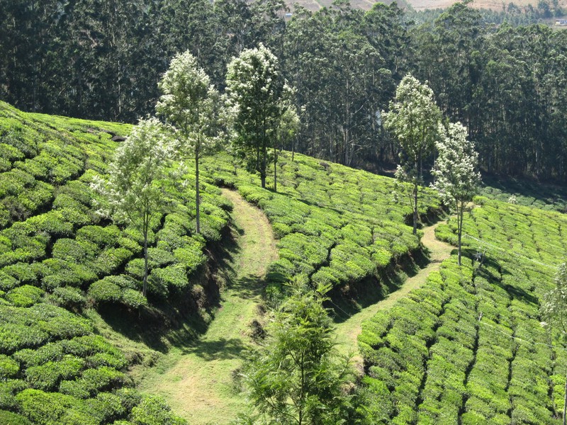 A tea plantation, close-up