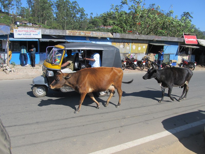 Cows are holy (sacred) animals all across India