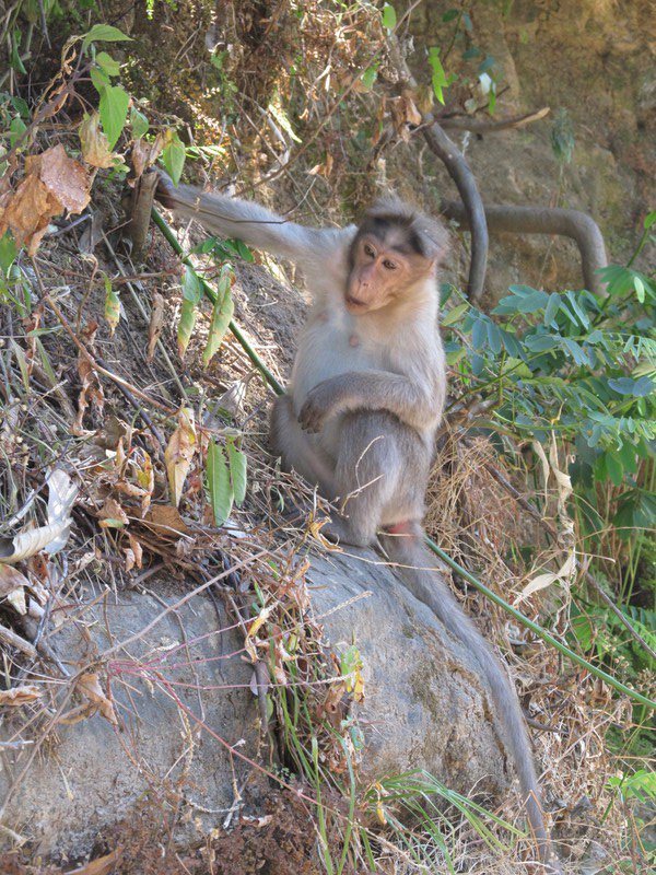 A monkey in the wild near Lakkom Waterfalls