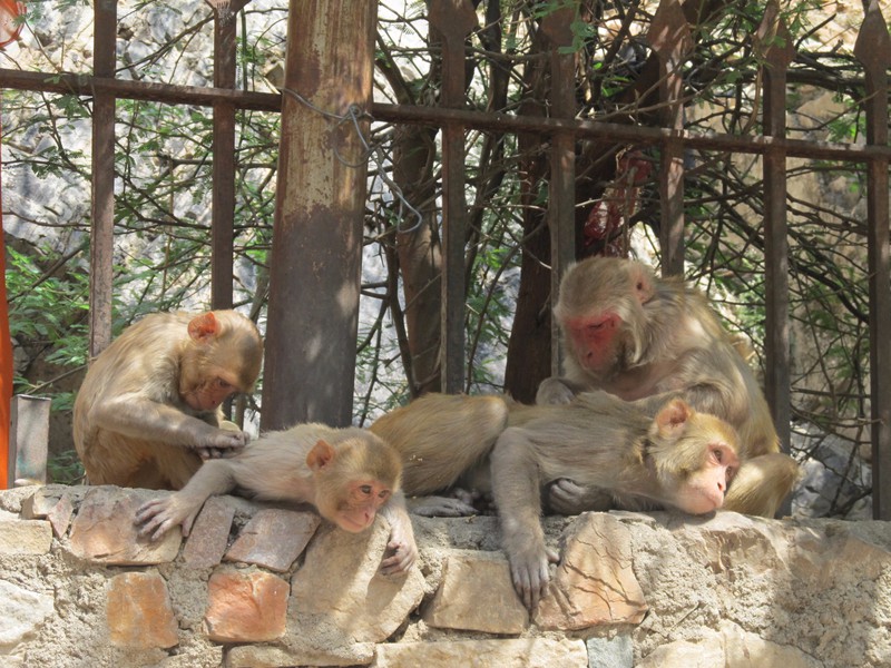 Monkeys at Galtaji (Monkey Temple)