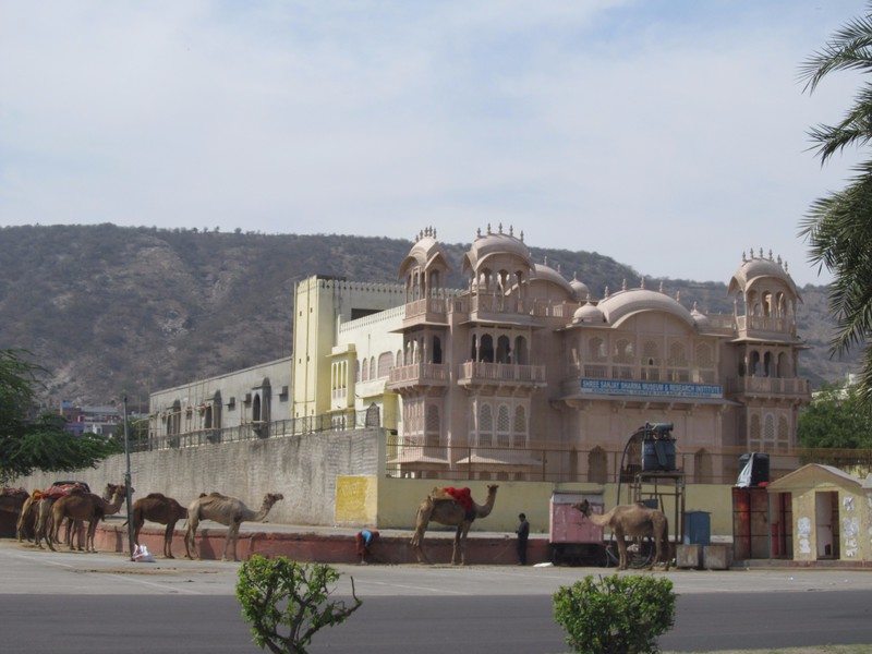 Some camels along the road in Jaipur