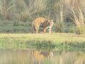 Bengal tiger at Ranthambore National Park