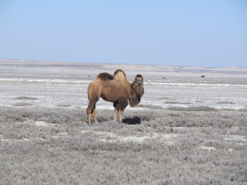 A camel near Zhalanash shipyard