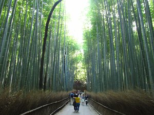 Arashiyama Bamboo Grove, near Kyoto