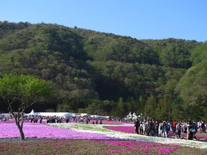 Takinoue Park: Fuji Shiba-sakura Festival (Moss Phlox)