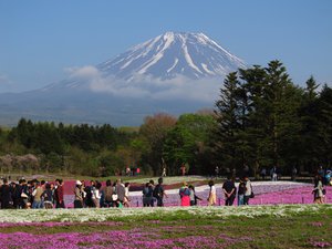 Takinoue Park: Fuji Shiba-sakura Festival (Moss Phlox) and Mt. Fuji