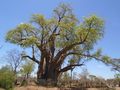 Big Baobab tree near Victoria Falls