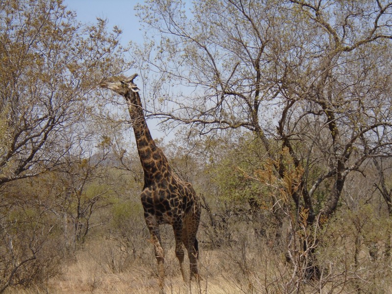 Giraffe at Mokolodi Nature Reserve