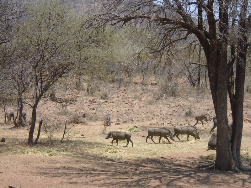 Monkeys and wild pigs at Mokolodi Nature Reserve