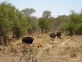 Ostriches in Mokolodi Nature Reserve
