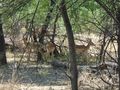 Impalas in Mokolodi Nature Reserve