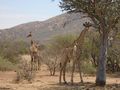 Giraffes in Mokolodi Nature Reserve