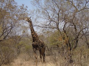 Giraffe at Mokolodi Nature Reserve