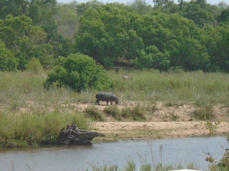 A hippo in Kruger National Park