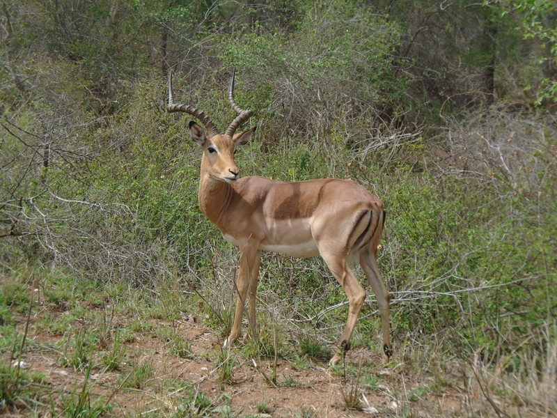 A kudu in Kruger National Park