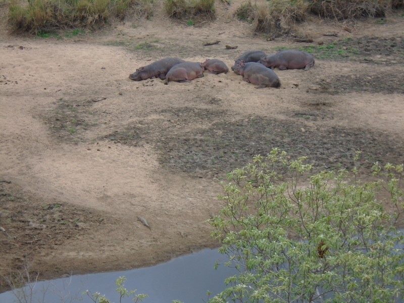 Hippos lying on land in Kruger National Park
