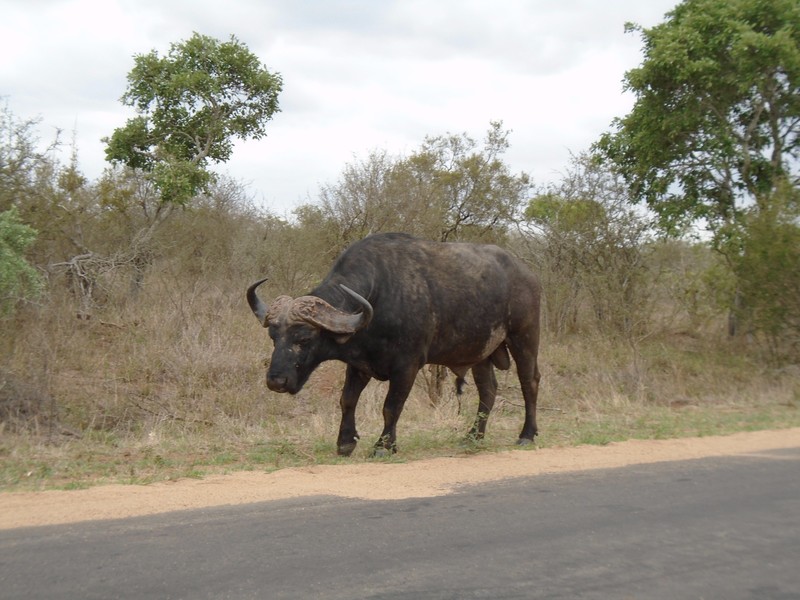 A buffalo in Kruger National Park
