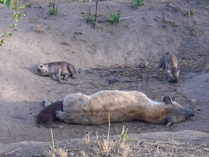 Hyenas in Kruger National Park
