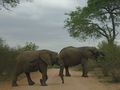 Elephants crossing the road in Kruger National Park