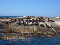 Seals at Duiker Island
