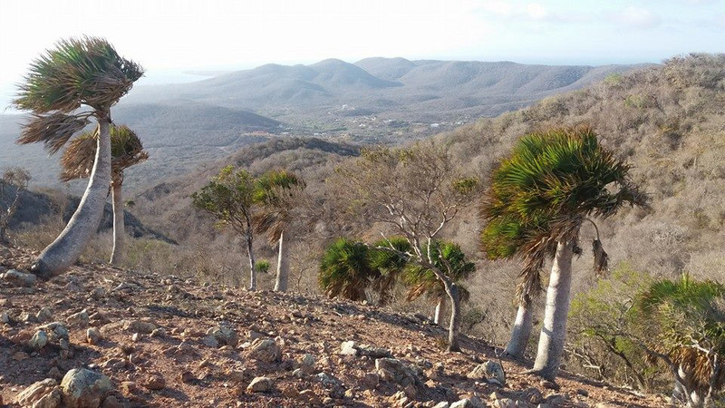 View of the Sabal palm trees in Christoffel National Park