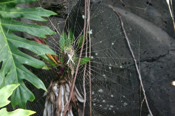 Cool spiderweb