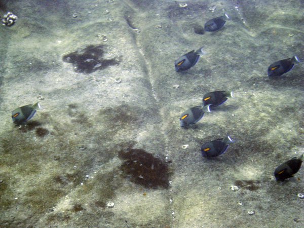 Orangebar Surgeonfish