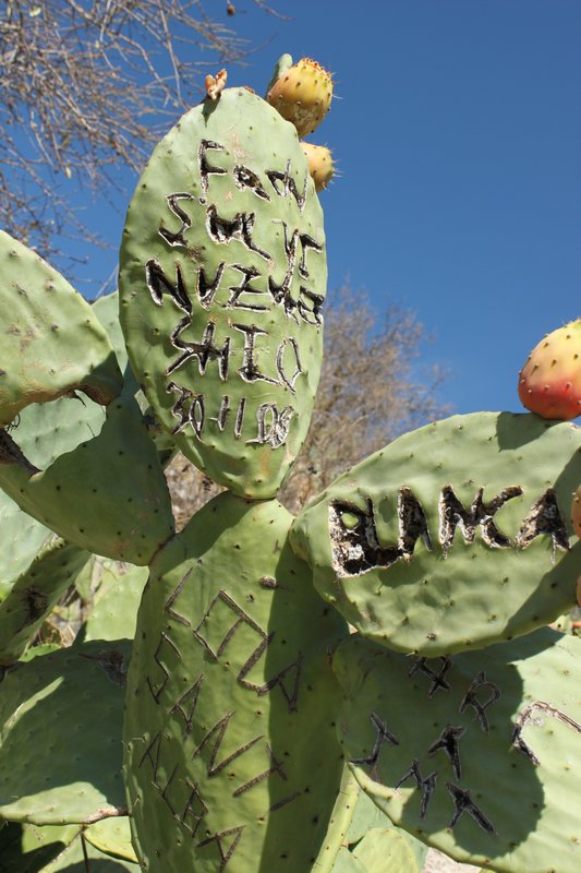 Cactus Graffiti